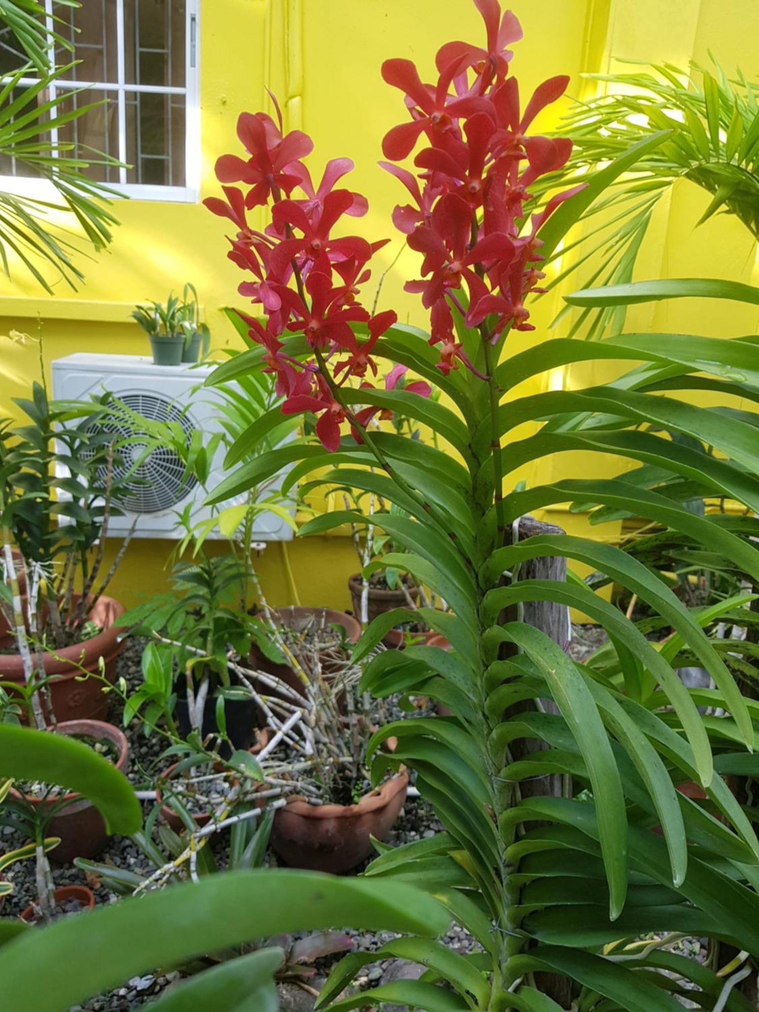 Deluxe Bungalow Garden View