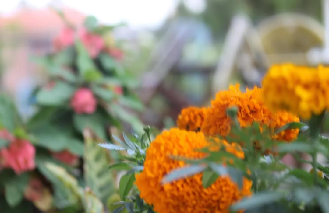 Mount Annapurna Guest House-1