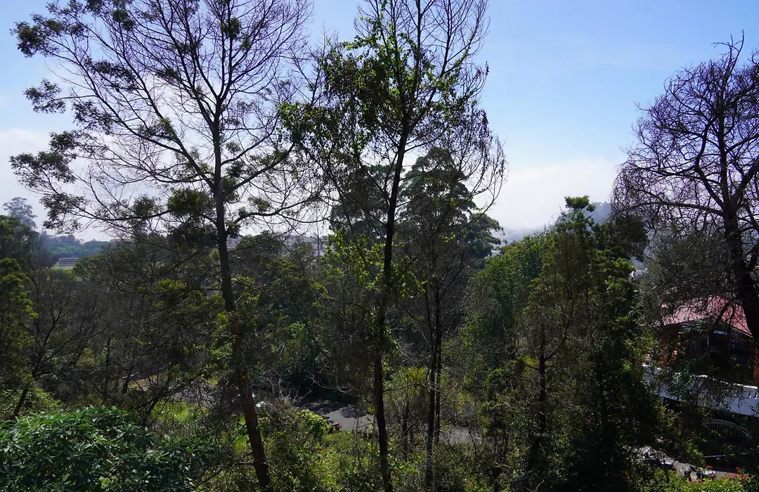 Kodai Drizzle-1