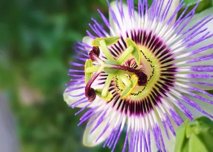 La Passiflore