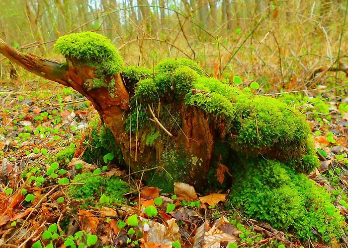 Hotel: Hotel Strandburg Prerow