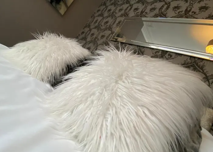 Pet Friendly hotel: Mayfair Hotel