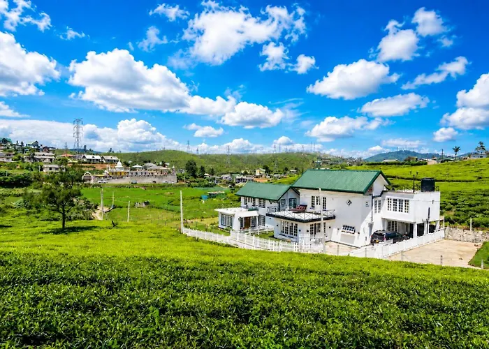 Tea Fields